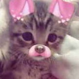 Meowverse